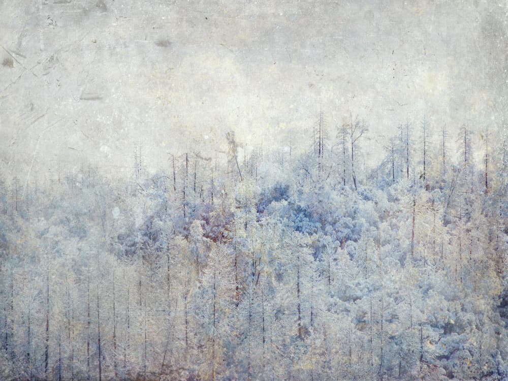 Serene Snowy Trees by Gemma Bardot — canvas wall art