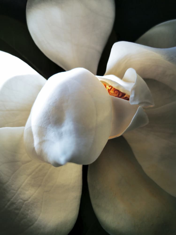 Elegant White Magnolia by Angelo Cerantola — canvas wall art