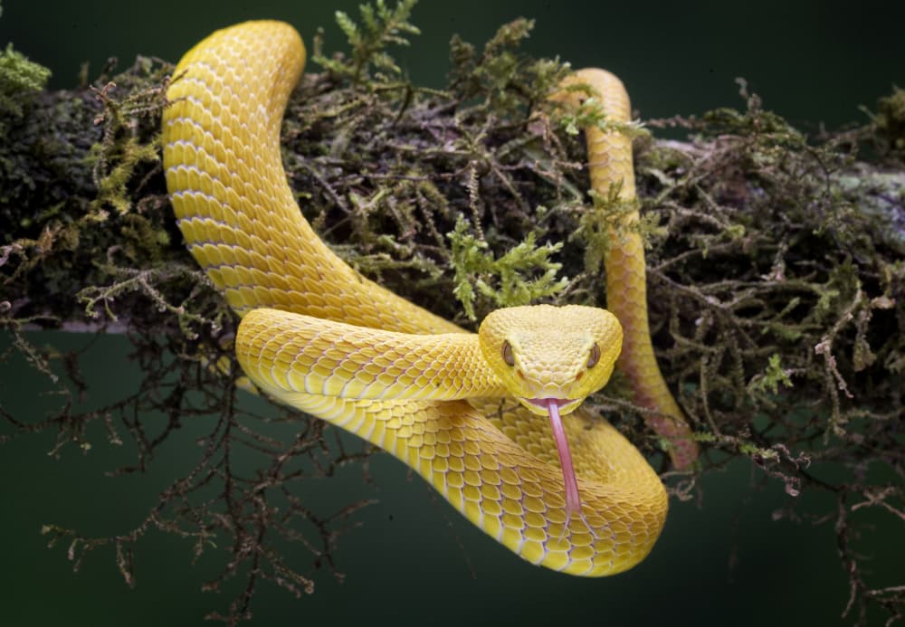 Yellow Eyelash Viper by Angela Muliani Hartojo — canvas wall art