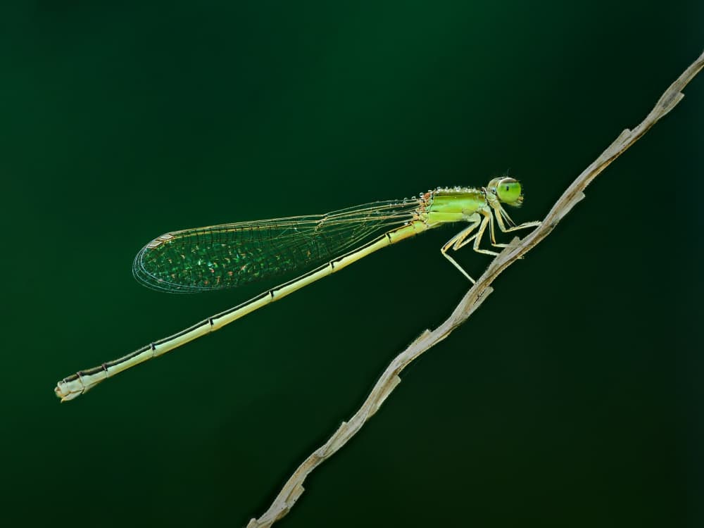 Vibrant Green Damselfly by Takiko Hirai — canvas wall art