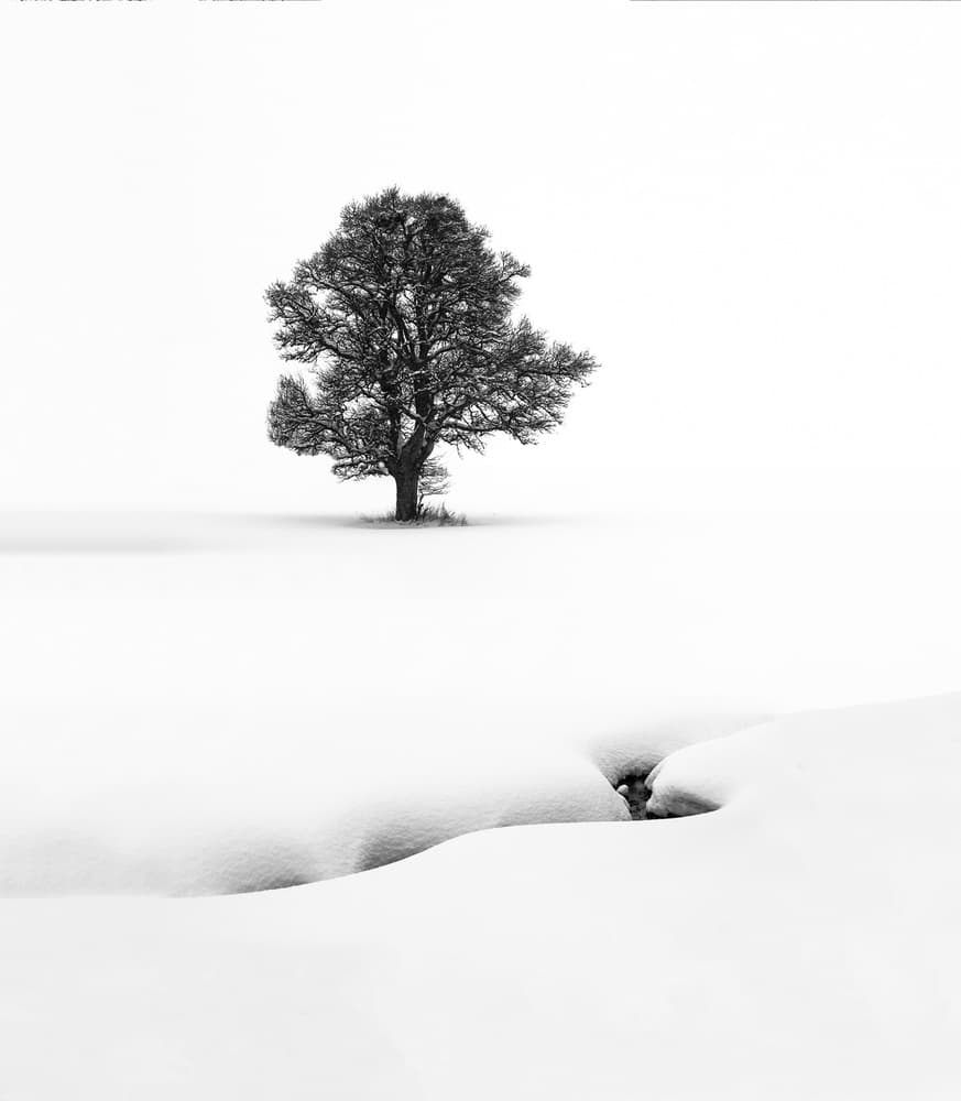 Winter Solitude Tree by Marc Pelissier — canvas wall art