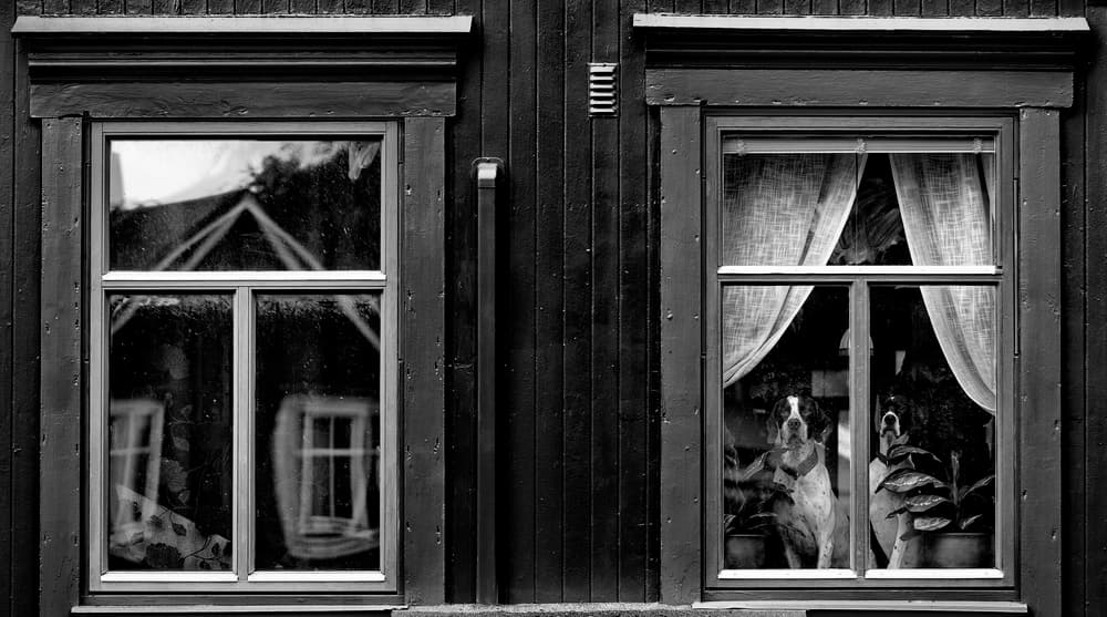 Watchful Dogs Windows by Julien Oncete — canvas wall art