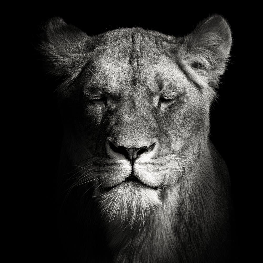 Regal Lioness Portrait by Christian Meermann — canvas wall art