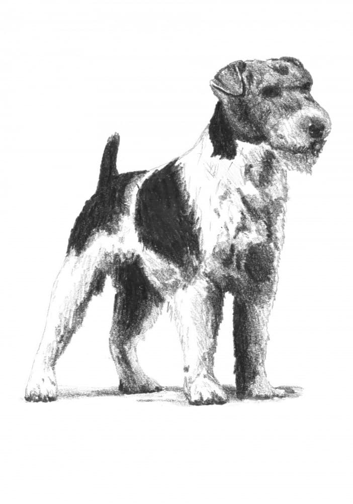 Alert Wire Fox Terrier by Kulik — canvas wall art