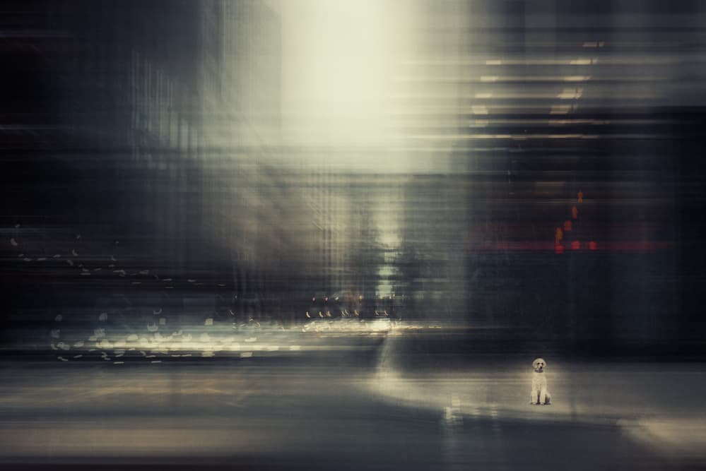 Lonely Dog Urban Blur by Heike Willers — canvas wall art