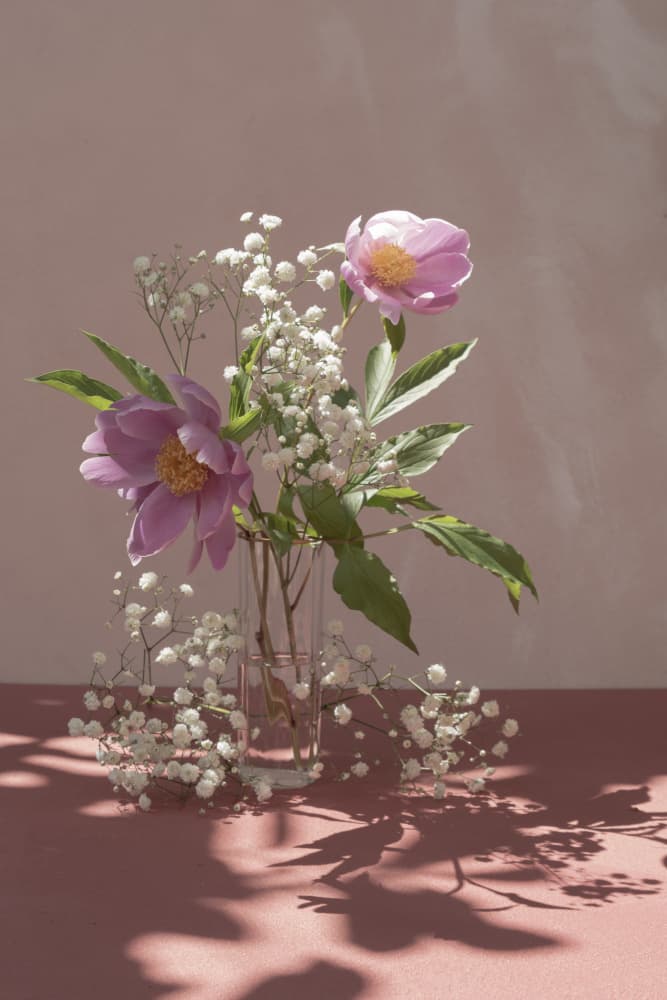 Pink Peonies in Soft Light by Donatella Basso — canvas wall art