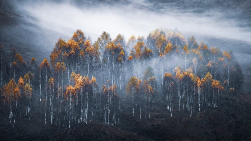 Misty Golden Birches by Stefan Hogea — canvas wall art