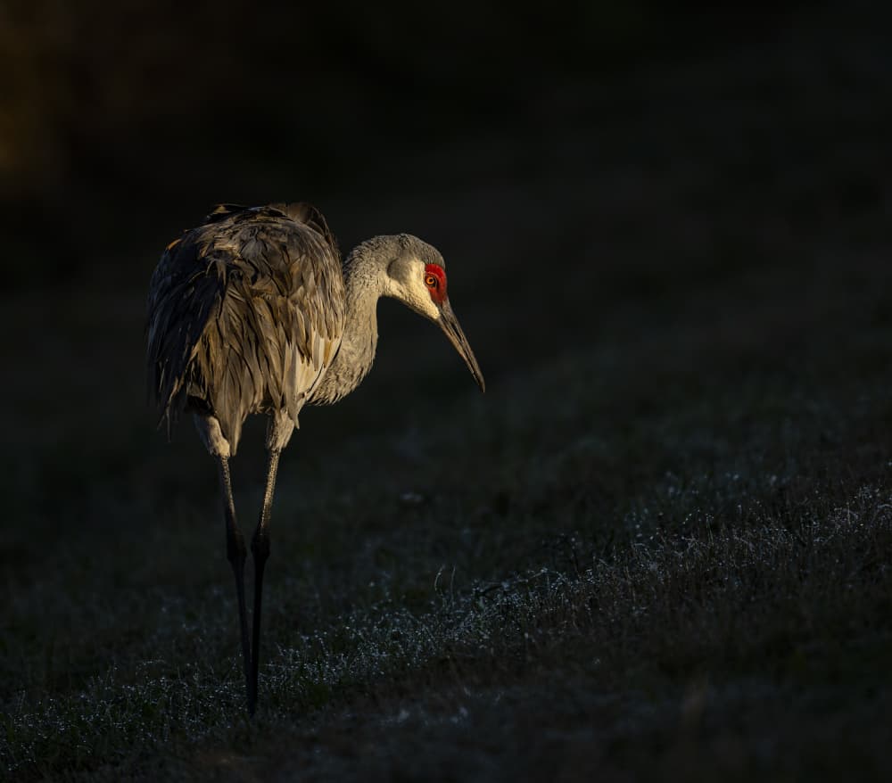 Sand Crane by Liwen Tao — canvas wall art