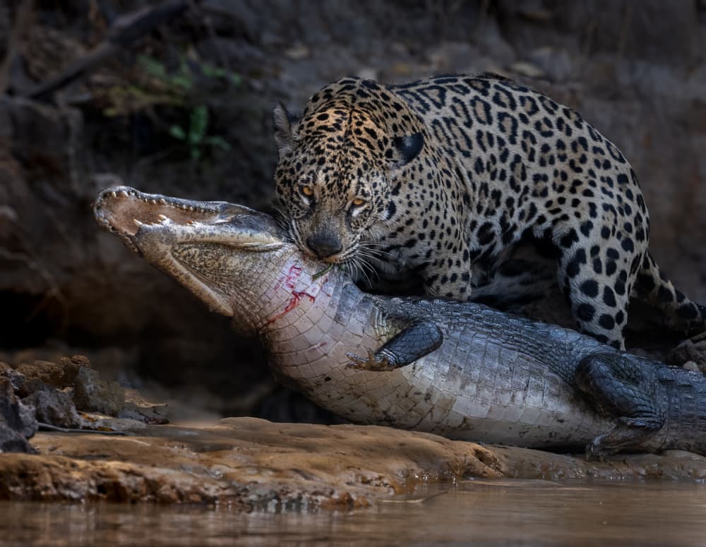 Powerful Jaguar Caiman Hunt by Liwen Tao — canvas wall art