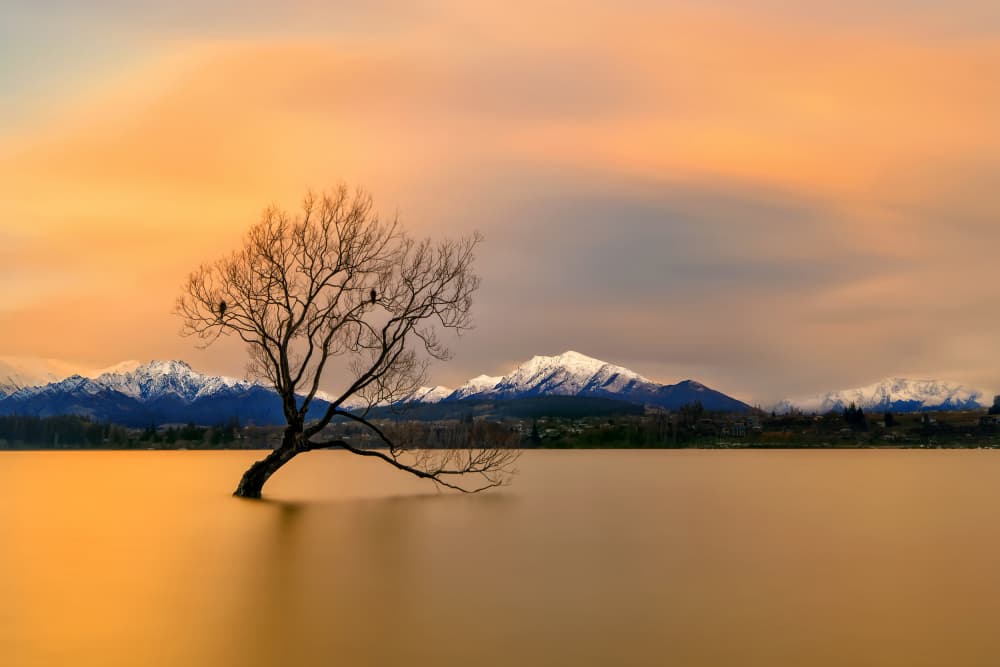 Lone Tree Golden Sunset by Hua Zhu — canvas wall art