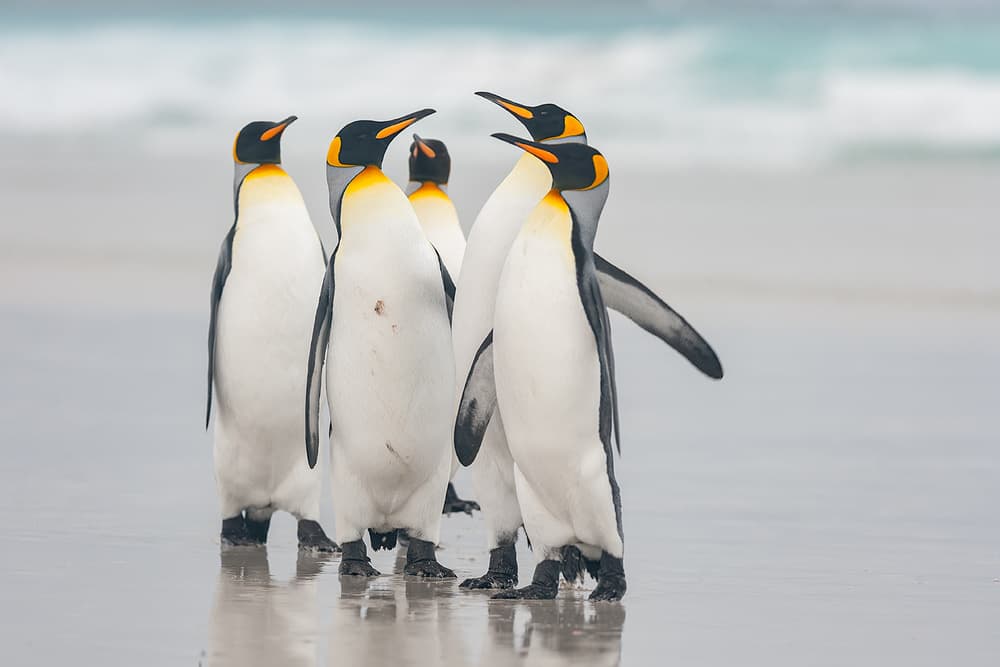 King Penguins On Beach by Joan Gil Raga — canvas wall art