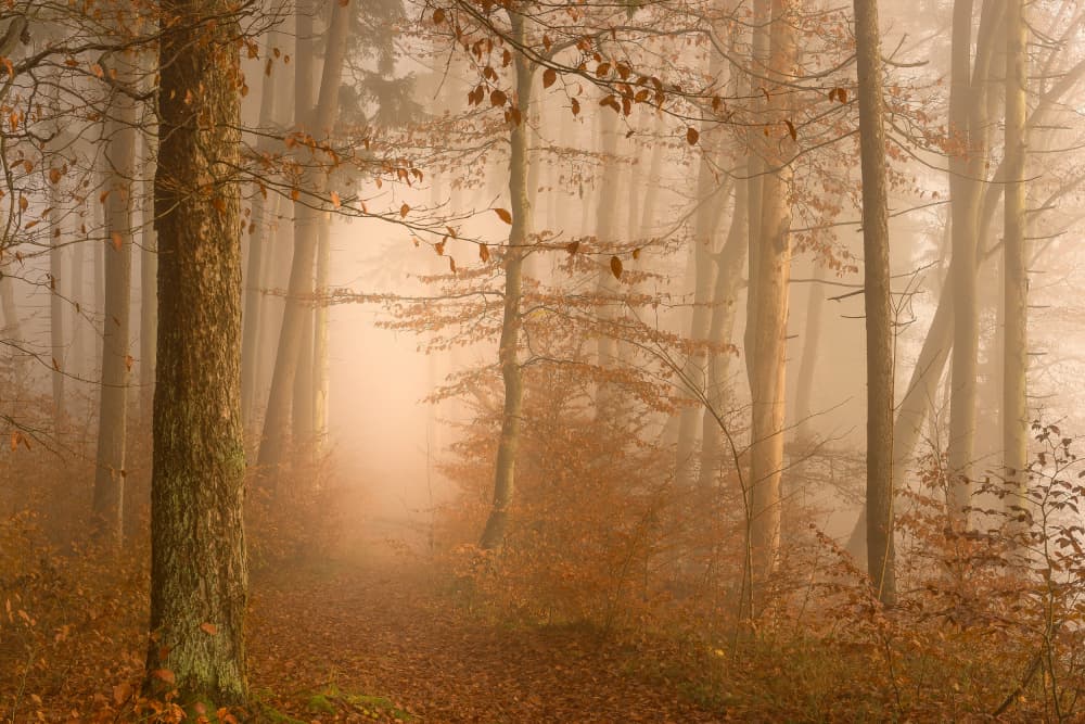 Misty Autumn Forest Path by Norbert Maier — canvas wall art