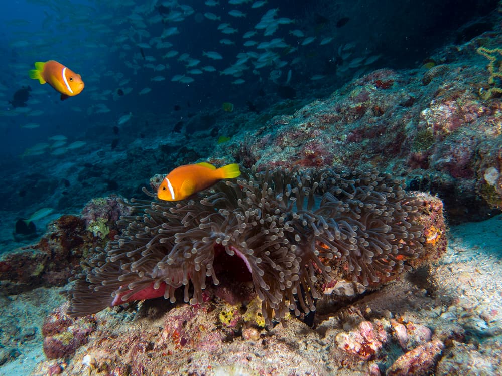 Orange Clownfish In Anemone by Ilan Ben Tov — canvas wall art