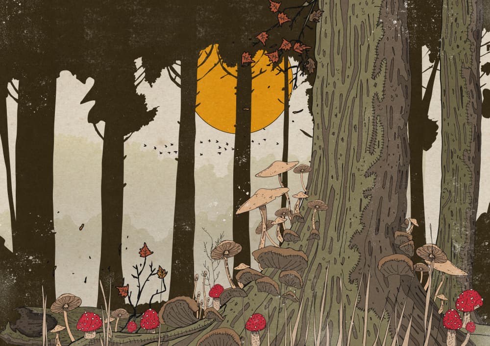 Enchanted Mushroom Forest by Nicholas — canvas wall art