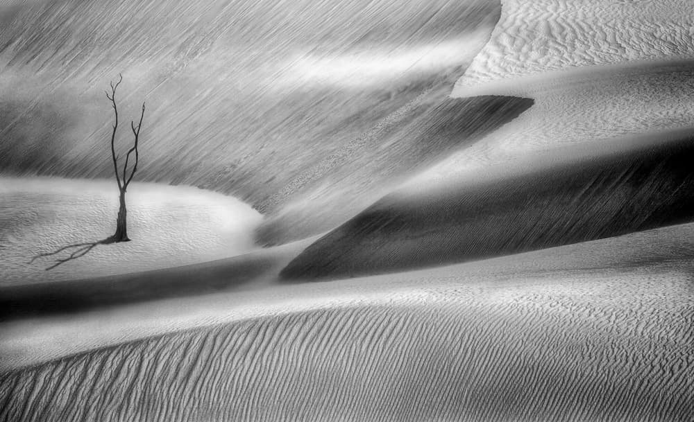 Solitary Dune Tree by Jocelyn Manning — canvas wall art