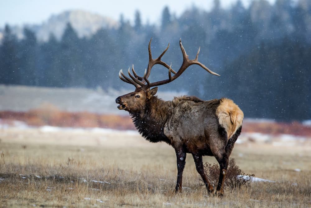 Bull Elk Bugles in Snow by verdon — canvas wall art
