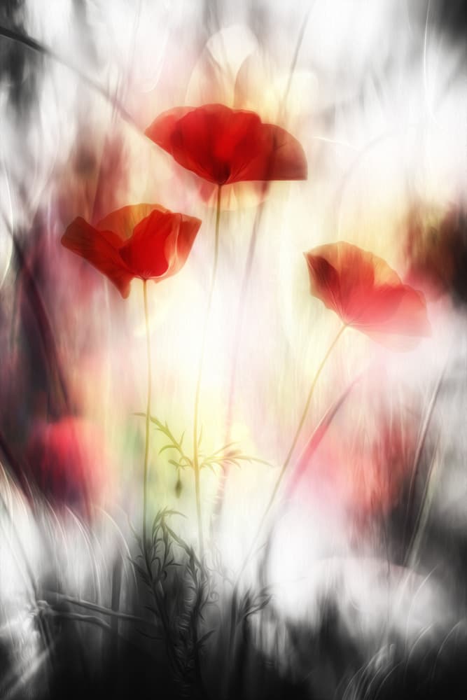 Ethereal Red Poppies by Hilda van der Lee — canvas wall art