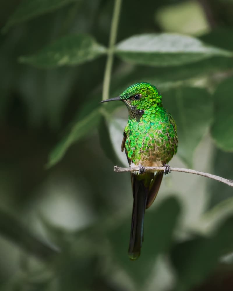 Emerald Hummingbird Perch by Lisandro PEREZ — canvas wall art
