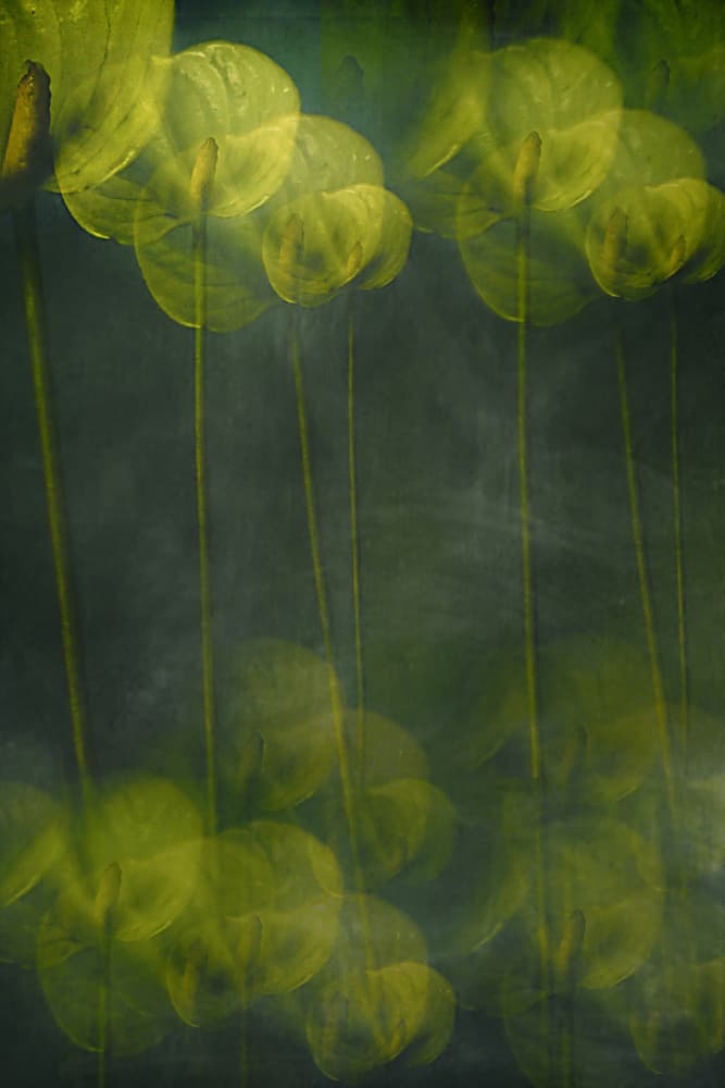 Ethereal Green Blooms by Elena Arjona — canvas wall art