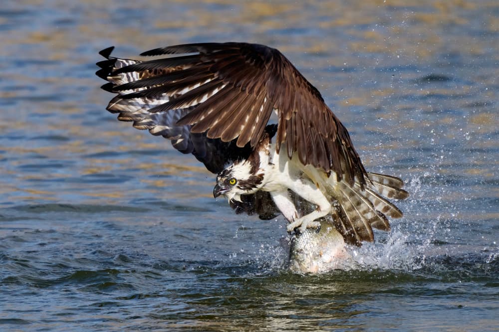Powerful Osprey Fishing by Johnny Chen — canvas wall art