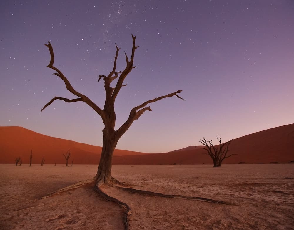 Ancient Trees Under Stars by Margarita Chernilova — canvas wall art