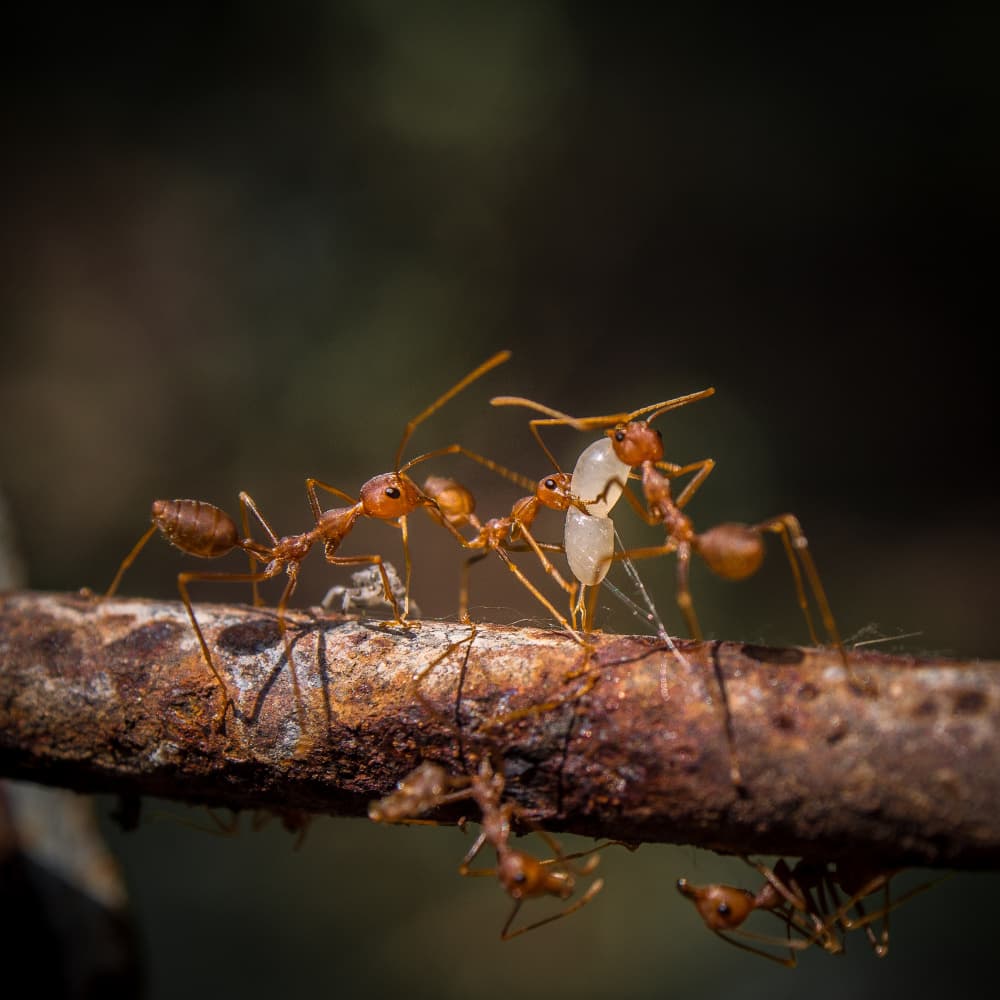 Weaver Ants Teamwork by Hafiz Ismail — canvas wall art