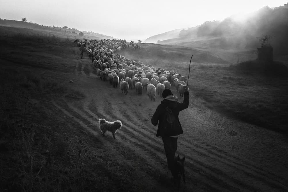 Shepherd's Misty Morning by Sebastian Prioteasa — canvas wall art