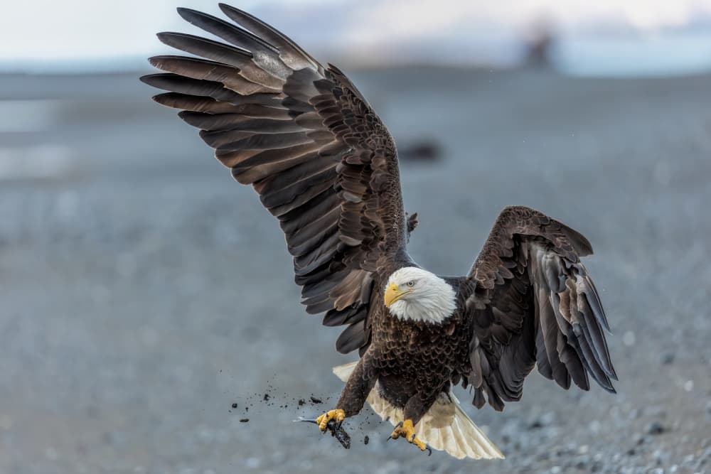 Majestic Eagle Landing by Jun Zuo — canvas wall art