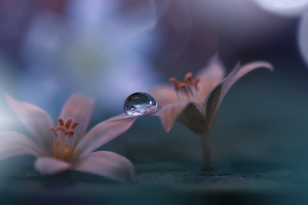 Serene Waterdrop Bloom by Juliana Nan — canvas wall art