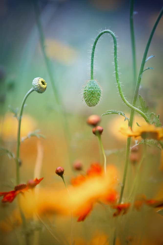Emerging Poppy Buds by Steve Moore — canvas wall art