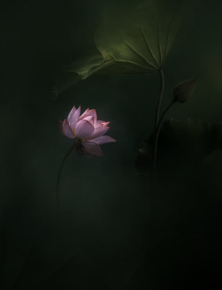 Moody Pink Lotus Bloom by NingYun Ye — canvas wall art