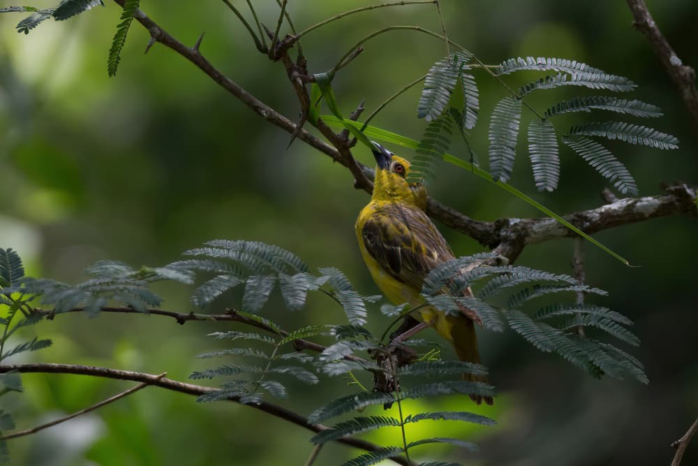 Tropical Yellow Bird by alberti Patrick — canvas wall art