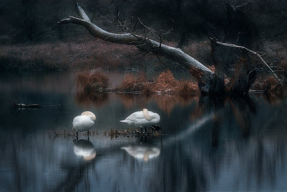 Swans in Dark Reflection by Martin Kucera EFIAP AZSF — canvas wall art