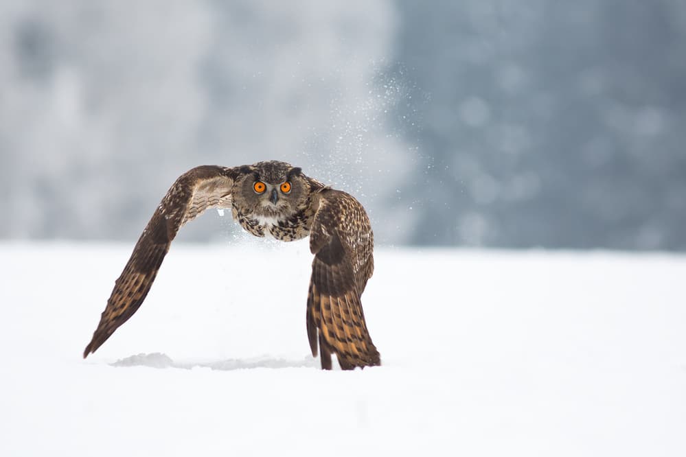 Winter Owl Flight by Milan Zygmunt — canvas wall art