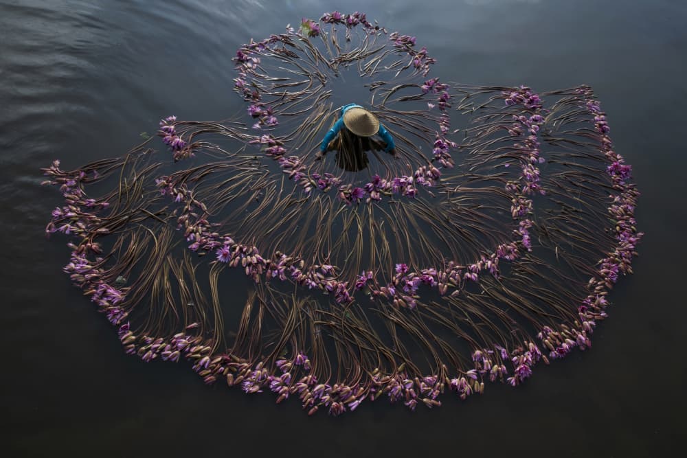 Floating Lotus Harvest by Sita Gramich — canvas wall art