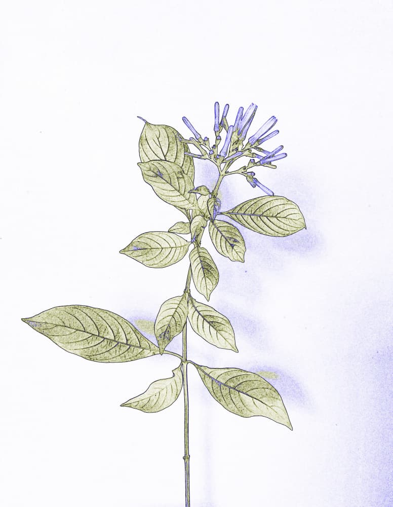 Elegant Botanical Study by Santhosh ch — canvas wall art