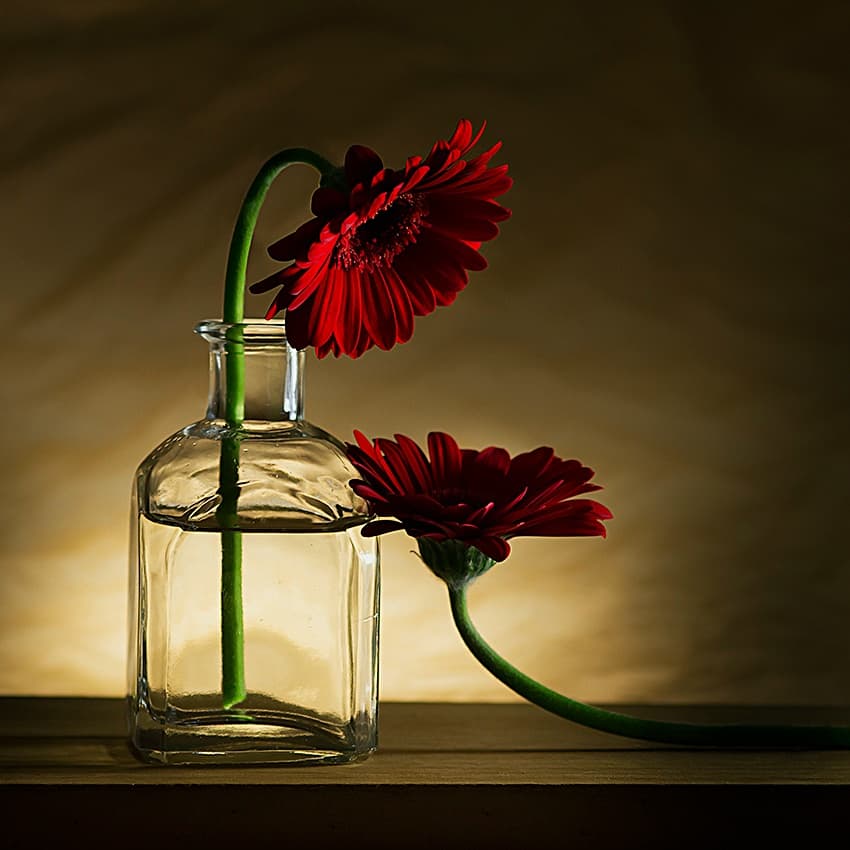 Delicate Red Gerberas by Wieteke de Kogel — canvas wall art