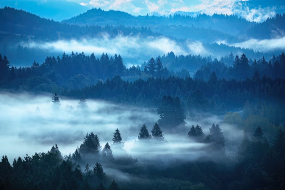 Blue Forest Mist by Jie Jin — canvas wall art