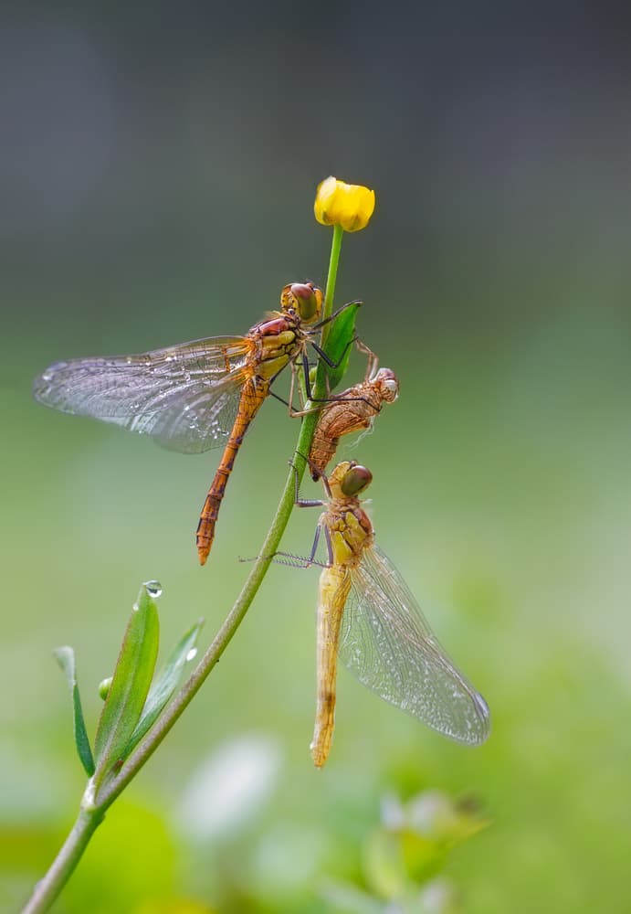 Dragonfly Emergence Morning by Carlos Gonzalez — canvas wall art