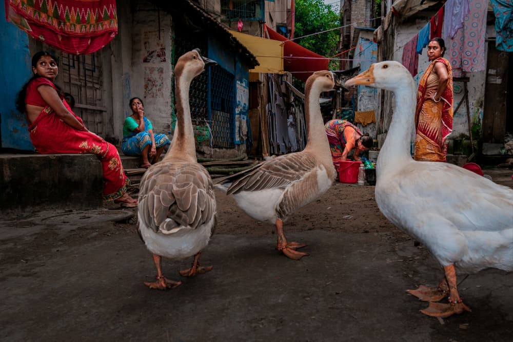 Indian Street Geese by Kuntal Biswas — canvas wall art