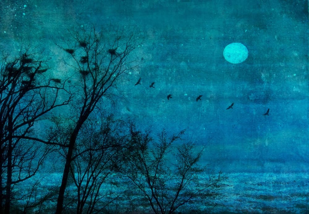 Moonlit Winter Roost by Delphine Devos — canvas wall art