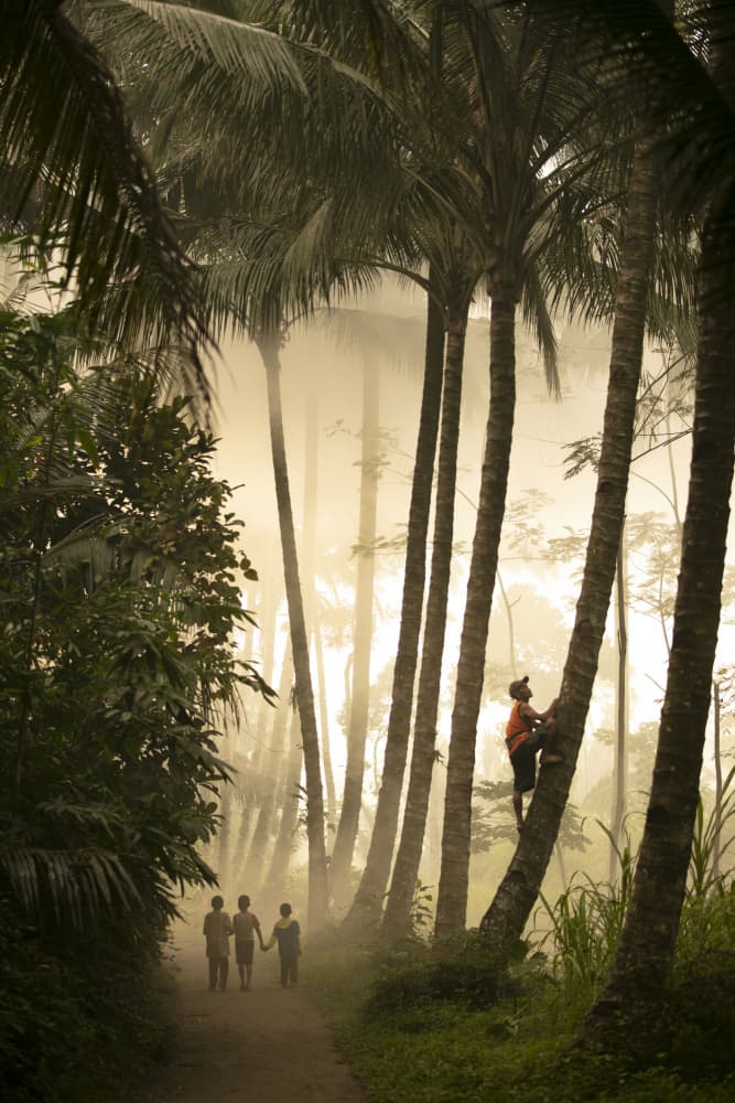 Misty Jungle Children by Yohan Tan — canvas wall art