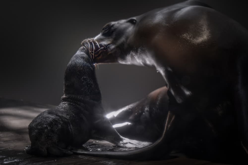 Mother Sea Lion Bond by Jealousy — canvas wall art