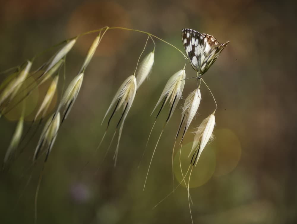 Marbled White on Wild Oats by Anna Cseresnjes — canvas wall art