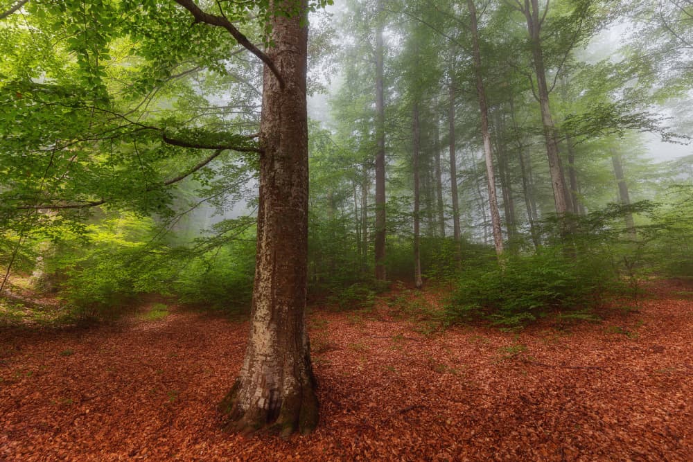 Misty Forest Trees by Leicher Oliver — canvas wall art