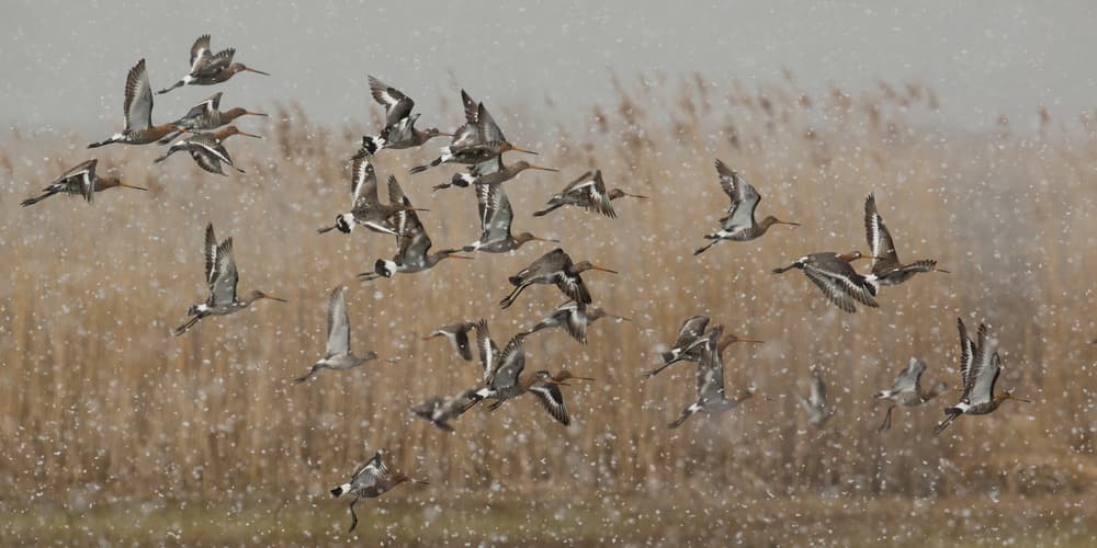 Graceful Winter Flight by Annie Keizer — canvas wall art