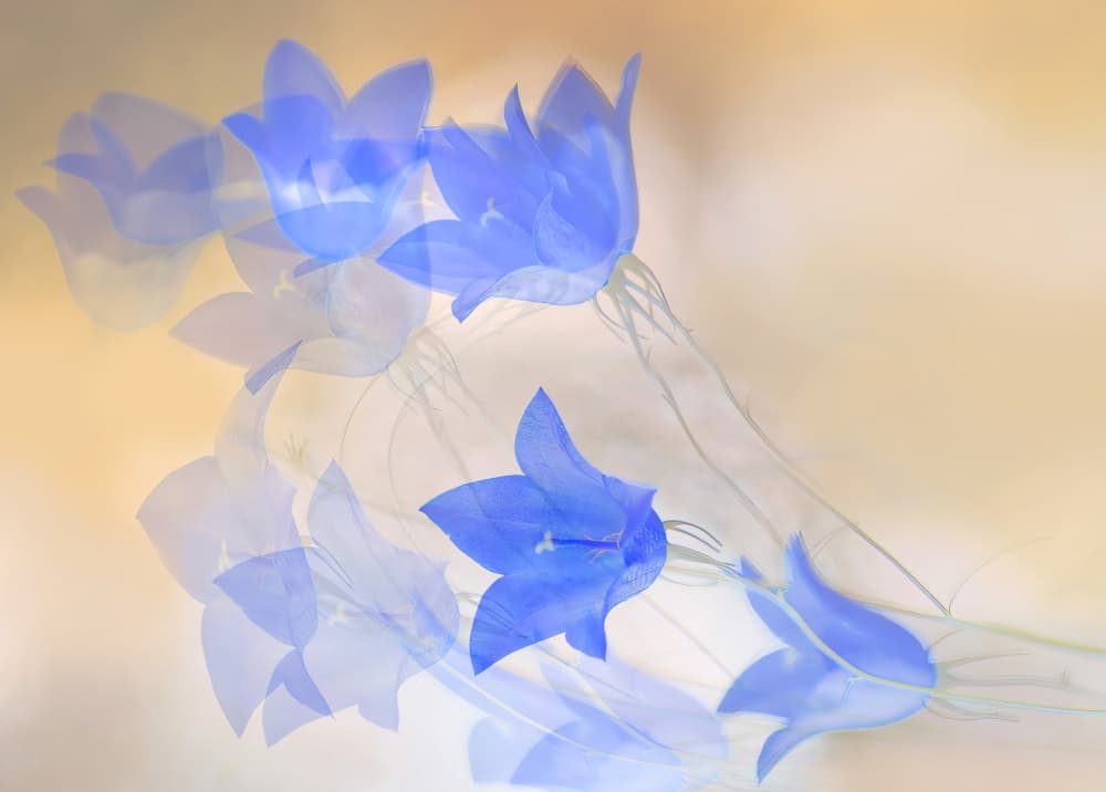 Dancing Blue Bellflowers by Ylva Sjögren — canvas wall art