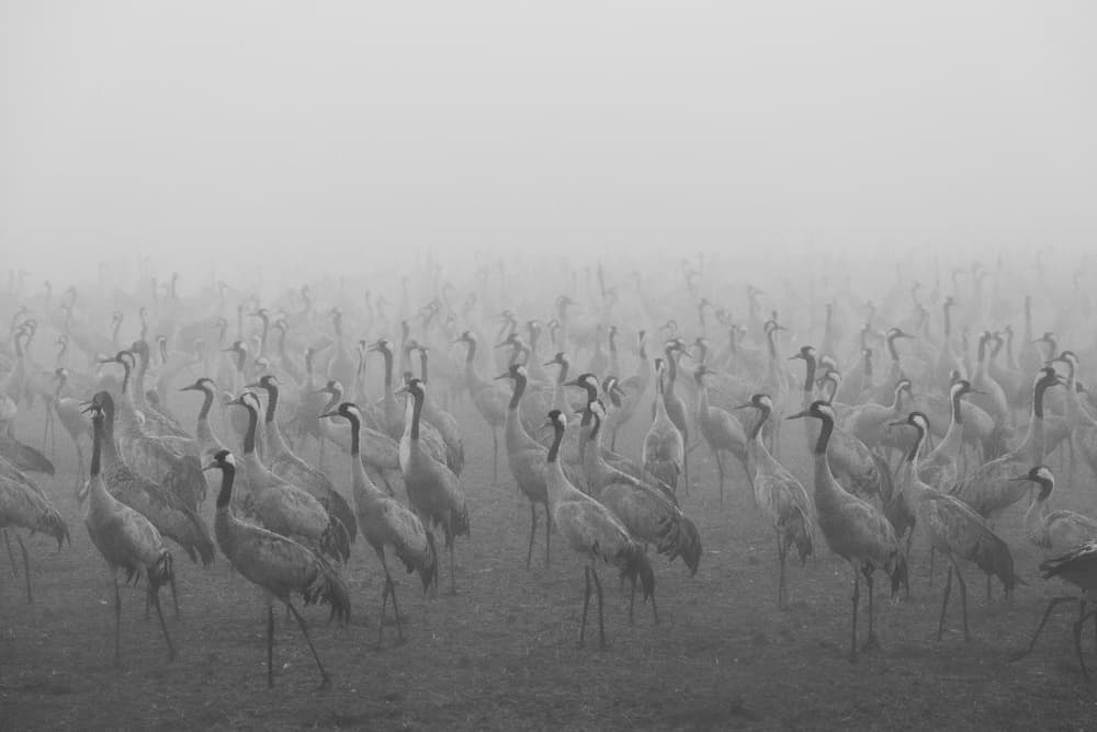 Cranes In The Mist by Keren Or — canvas wall art