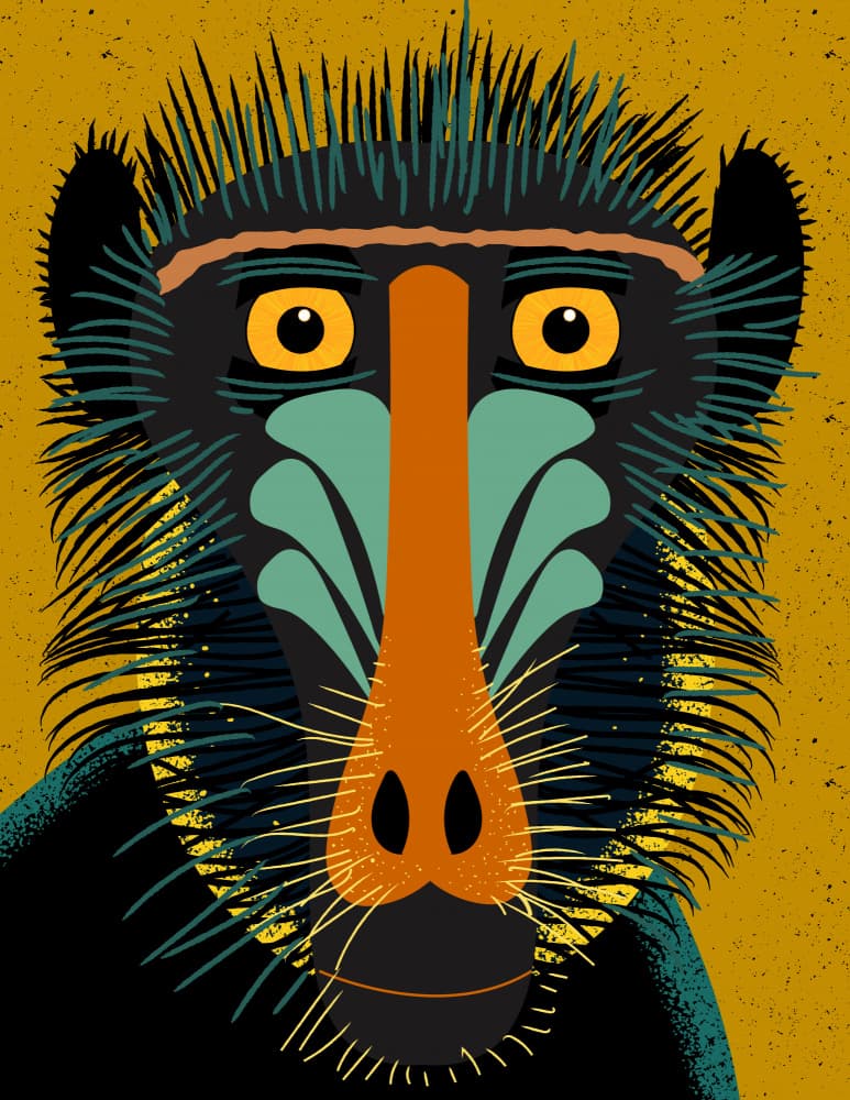 Vibrant Mandrill Portrait by Nicholas — canvas wall art