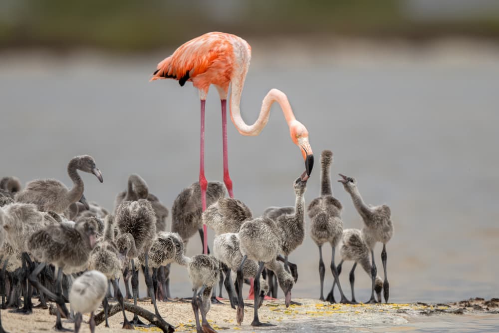 Flamingo Feeding Chicks by Jun Zuo — canvas wall art